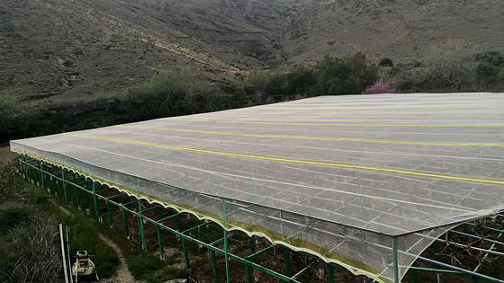 Jaring Pertanian Anti Serangga HDPE yang Dirawat UV Membuatnya Tahan Air Mata